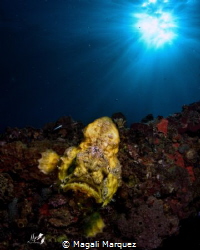 Double exposure 
Yellow Longlure frogfish (Antennarius m... by Magali Marquez 